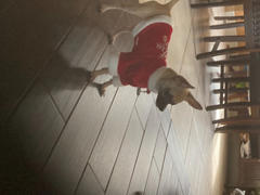 DinkyDogClub Klippo Velour Holiday Dog Shirt with Sparkling Silver Snowflake Review