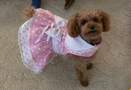 DinkyDogClub Pink Polka Dot and Lace Dog Dress with Matching Leash Review