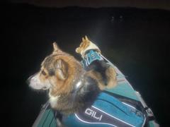 GILI Sports Dog Life Jacket Flotation Device Review