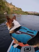 GILI Sports Dog Life Jacket Flotation Device Review