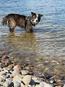 Joyride Harness Red Hearts Collar ( + free removable bowtie ) Review