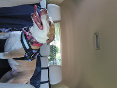 Joyride Harness Red Hearts Collar ( + free removable bowtie ) Review