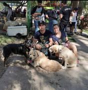 La Tienda de Frida & Chelsee Camiseta Caballero para Perros al Rescate: Frida la Labrador en Azul Marino Review