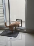 La Tienda de Frida & Chelsee Puerta De Mosquitero para Perros Pet Screen Door de PetSafe® Review