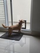 La Tienda de Frida & Chelsee Puerta De Mosquitero para Perros Pet Screen Door de PetSafe® Review