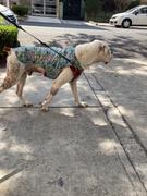 La Tienda de Frida & Chelsee Camiseta Refrescante para Perros - Helado Review