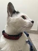 La Tienda de Frida & Chelsee Collar de Seguridad Para Gatos - Kitty Breakaway Collar Red Tartan Review