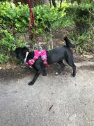 La Tienda de Frida & Chelsee Dispensador de Bolsas p/Popo de Earth Rated® con 15 Bolsas Esencia de Lavanda Review