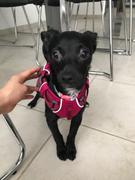 La Tienda de Frida & Chelsee Dispensador de Bolsas p/Popo de Earth Rated® con 15 Bolsas Esencia de Lavanda Review