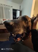 La Tienda de Frida & Chelsee Pelota Grinz® Para Perros - Incluye Sonrisa por Rogz® Review