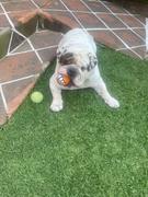 La Tienda de Frida & Chelsee Pelota Grinz® Para Perros - Incluye Sonrisa por Rogz® Review