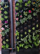 Vertical Gardens Direct Vicinity Greenwall 80 Pots, Tanks, Pump & Irrigation Kit 1.2m x 2.2m Review