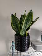 plant good vibes Ruth Review