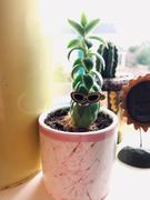 plant good vibes Ruth Review