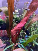 East Ocean Aquatic TCulture Echinodorus ‘Rubin x Narrow Leaf’ Review