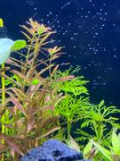 East Ocean Aquatic TCulture Rotala Rotundifolia Reddish (Vietnam) Review