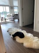 Fluffymatto Erittäin Karvainen Fluffy Ja Shaggy Tupla Peltinen Lampaannahkainen Turkismatto Review