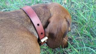 Paw Roll Leather Personalized PawRoll™ Dog Collar (2022) Review