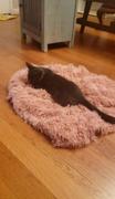 Paw Roll PawRoll Fluffy Fur Pet Blanket Mat Review