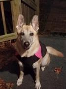 Paw Roll PawRoll™ Cold Weather Dog Jacket Review