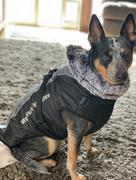 Paw Roll PawRoll™ All-Purpose Reflective Winter Coat Review