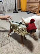 Paw Roll PawRoll™ Winter Reflective Dog Coats Review