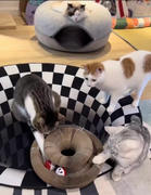 yoonma YOONMA Scraball - Glückseliges Katzenspielzeug für Spaß und gesunden Lebensstil Review