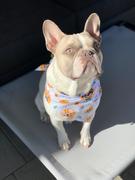 French Bulldog Love Hello Sunshine Comfy Pet Bandana Review
