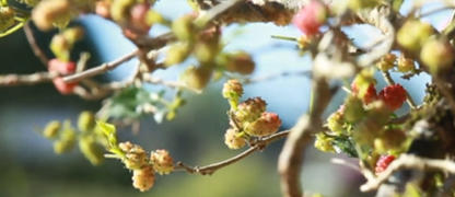 Immortalitea White Mulberry Loose Leaf Tea (100% Morus alba) Review