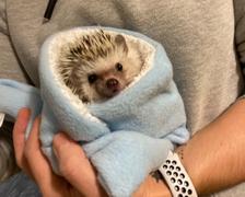 The Hoghouse Hedgehog bath sack. Post bath drying pouch for pygmy hedgehog, guinea pig, rat and small animals. Review