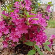 Fast-Growing-Trees.com Autumn Royalty® Encore® Azalea Review