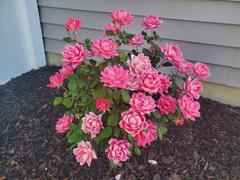 Fast-Growing-Trees.com Double Pink Knock Out® Rose Review