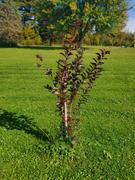Fast-Growing-Trees.com Newport Flowering Plum Review