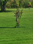 Fast-Growing-Trees.com Newport Flowering Plum Review