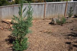 Fast-Growing-Trees.com Cryptomeria Radicans Review