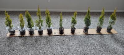 Fast-Growing-Trees.com Emerald Green Arborvitae Review