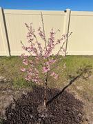 Fast-Growing-Trees.com Okame Cherry Tree Review