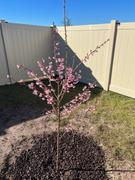 Fast-Growing-Trees.com Okame Cherry Tree Review