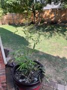 Fast-Growing-Trees.com Black Bamboo Review