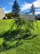 Fast-Growing-Trees.com Pink Weeping Cherry Tree Review