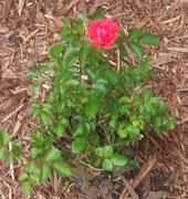 Fast-Growing-Trees.com Coral Drift® Rose Review