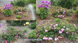 Fast-Growing-Trees.com Sweet Drift® Rose Review