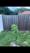Fast-Growing-Trees.com Cassia Tree Review