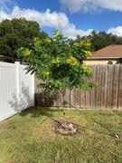Fast-Growing-Trees.com Cassia Tree Review