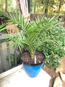 Fast-Growing-Trees.com Canary Island Date Palm Review