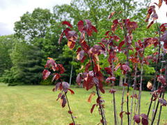 Fast-Growing-Trees.com Thundercloud Plum Tree Review