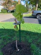 Fast-Growing-Trees.com The Rising Sun™ Eastern Redbud Tree Review