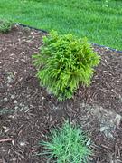 Fast-Growing-Trees.com Cryptomeria 'Globosa Nana' Shrub Review