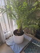 Fast-Growing-Trees.com Pygmy Date Palm Review
