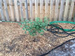 Fast-Growing-Trees.com Goldspire™ Ginkgo Tree Review